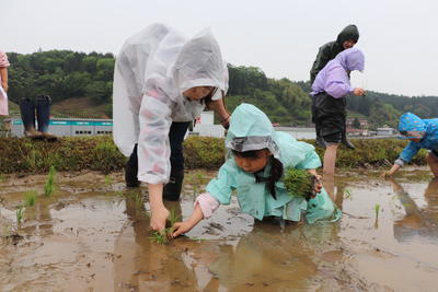 せらにしあきさかりの苗を手植えの内容を表示