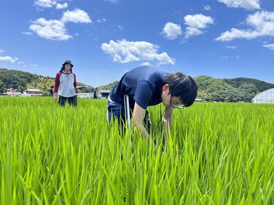 ▲葉色を調査する広島大学の学生の内容を表示