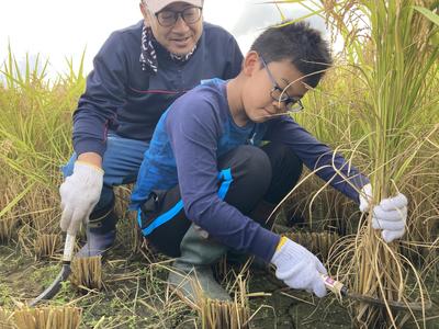 △稲を手刈りする様子の内容を表示