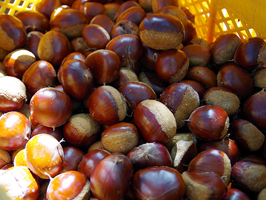 chestnut02.jpg