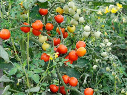 トマトはナス目ナス科ナス属トマト種の多年草