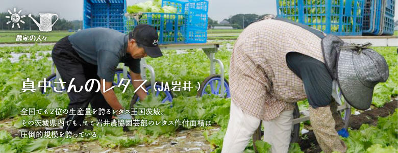 全国でも2位の生産量を誇るレタス王国茨城。その茨城県内でも、ここ岩井農協園芸部のレタス作付面積は圧倒的規模を誇っている。 