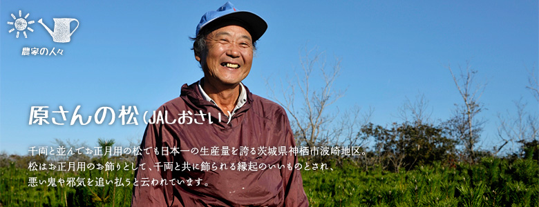 千両と並んでお正月用の松でも日本一の生産量を誇る茨城県神栖市波崎地区。松はお正月用のお飾りとして、千両と共に飾られる縁起のいいものとされ、悪い鬼や邪気を追い払うと云われています。