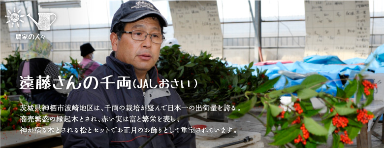 茨城県神栖市波崎地区は、千両の栽培が盛んで日本一の出荷量を誇る。商売繁盛の縁起木とされ、赤い実は富と繁栄を表し、神が宿る木とされる松とセットでお正月のお飾りとして重宝されています。