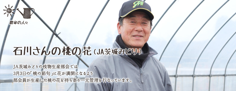 JA茨城みどりの枝物生産部会では、3月3日の「桃の節句」に花が満開になるよう、部会員が生産した桃の花を持ち寄り一元管理を行なっています。