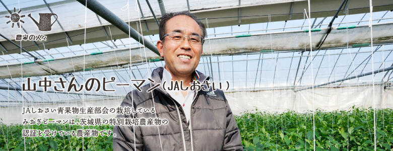 JAしおさい青果物生産部会の栽培しているみおぎピーマンは、茨城県の特別栽培農産物の認証を受けている農産物です。