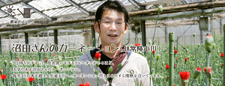 「日持ちがする」と、指名買いをするリピーターがいるほど、人気のある沼田さんのカーネーション。
毎年40万本を超える生産を行い、カーネーション作りにひたすら情熱を注いでいます。