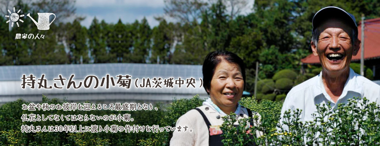 お盆や秋のお彼岸を迎えるころ最盛期となり、仏花としてなくてはならないのが小菊。持丸さんは30年以上に渡り小菊の作付けを行っています。