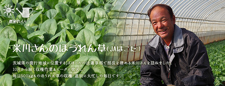 茨城県の鹿行地域に位置するJAほこたの法蓮草部で部長を務める米川さんを訪ねました。10月から続く収穫作業もピークに突入し、毎日500kgものほうれん草の収穫・選別に大忙しの毎日です。