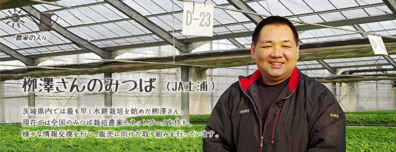 茨城県内では最も早く水耕栽培を始めた栁澤さん。
現在では全国のみつば栽培農家とネットワークを作り、様々な情報交換を行い、販売に向けた取り組みを行っています。