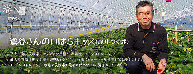 平成22年に茨城県のオリジナル品種として誕生した「いばらキッス」。最大の特徴は糖度が高く、酸味とのバランスが良くジューシーな食感が楽しめることです。その「いばらキッス」の栽培を茨城県で最初に始めたのが、鷺谷さんでした。