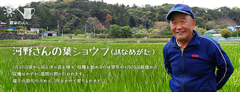 5月20日頃から田んぼに苗を植え、収穫を始めるのは翌年の4月20日前後から。収穫はわずか1週間の間に行われます。端午の節句のために、1年をかけて育てられます。