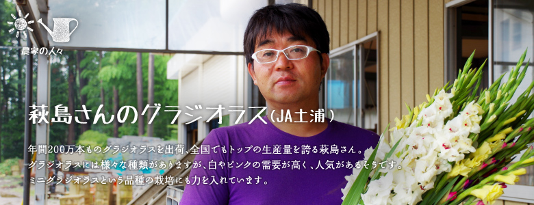 年間200万本ものグラジオラスを出荷、全国でもトップの生産量を誇る萩島さん。
グラジオラスには様々な種類がありますが、白やピンクの需要が高く、人気があるそうです。
ミニグラジオラスという品種の栽培にも力を入れています。