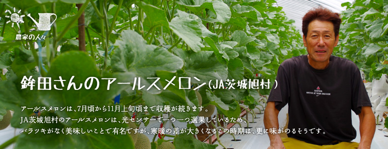 アールスメロンは、7月頃から11月上旬頃まで収穫が続きます。JA茨城旭村のアールスメロンは、光センサーで一つ一つ選果しているため、バラツキがなく美味しいことで有名ですが、寒暖の差が大きくなるこの時期は、更に味がのるそうです。
