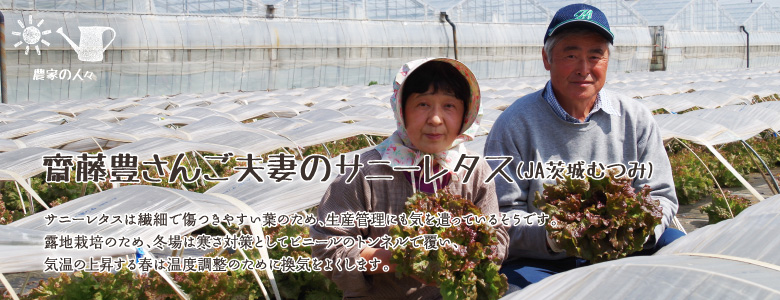サニーレタスは繊細で傷つきやすい葉のため、生産管理にも気を遣っているそうです。露地栽培のため、冬場は寒さ対策としてビニールのトンネルで覆い、気温の上昇する春は温度調整のために換気をよくします。