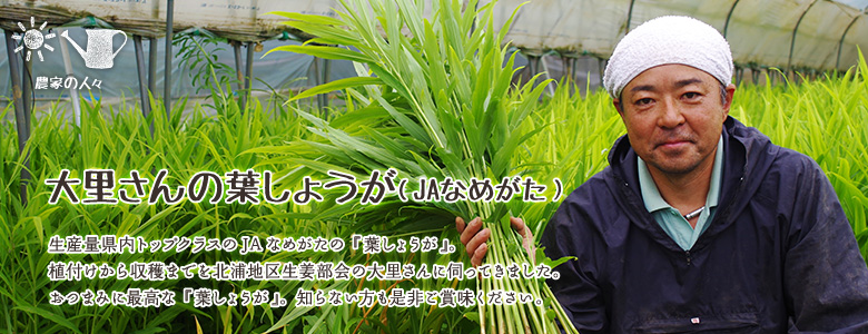 生産量県内トップクラスのJAなめがたの『葉しょうが』。植付けから収穫までを北浦地区生姜部会の大里さんに伺ってきました。おつまみに最高な『葉しょうが』。知らない方も是非ご賞味ください。