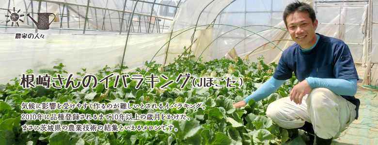 気候に影響を受けやすく作るのが難しいとされるイバラキング。
2010年に品種登録されるまで10年以上の歳月をかけた、まさに茨城県の農業技術の結集といえるメロンです。