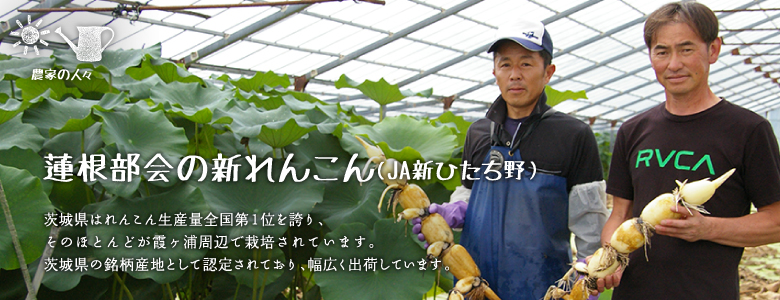 茨城県はれんこん生産量全国第1位を誇り、そのほとんどが霞ヶ浦周辺で栽培されています。
茨城県の銘柄産地として認定されており、幅広く出荷しています。
