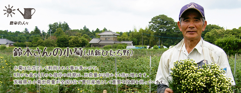 小菊は仏花として利用される事が多いので、8月のお盆や9月のお彼岸の時期は、出荷量が3倍から4倍に増えます。
茨城県は小菊出荷量が全国3位で責任産地として重要な役割を担っています。