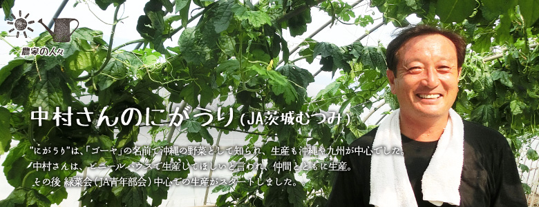  "にがうり"は、「ゴーヤ」の名前で沖縄の野菜として知られ、生産も沖縄や九州が中心でした。
中村さんは、ビニールハウスで "にがうり"を生産してほしいと言われ、同年代の仲間とともに"にがうり"の生産を始め、その後緑菜会（JA青年部会）中心での生産がスタートしました。
