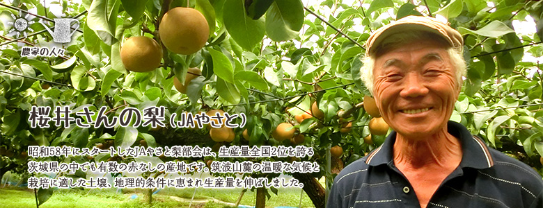 昭和58年にスタートしたJAやさと梨部会は、生産量全国2位を誇る茨城県の中でも有数の赤なしの産地です。筑波山麓の温暖な気候と栽培に適した土壌、地理的条件に恵まれ生産量を伸ばしました。