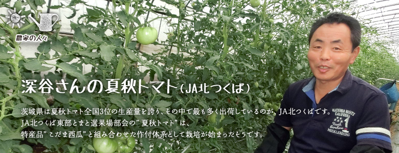 茨城県は夏秋トマト全国3位の生産量を誇り、その中で最も多く出荷しているのが、JA北つくばです。JA北つくば　東部とまと選果場部会の"夏秋トマト"は、特産品"こだま西瓜"と組み合わせた作付体系として栽培が始まったそうです。 