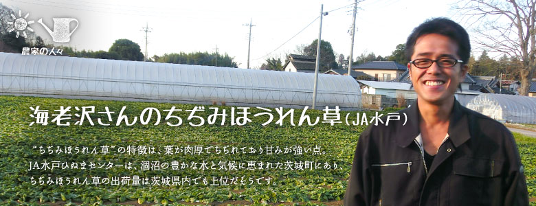 "ちぢみほうれん草"の特徴は、葉が肉厚でちぢれており甘みが強い点。
JA水戸ひぬまセンターは、涸沼の豊かな水と気候に恵まれた茨城町にあり、
ちぢみほうれん草の出荷量は茨城県内でも上位だそうです。