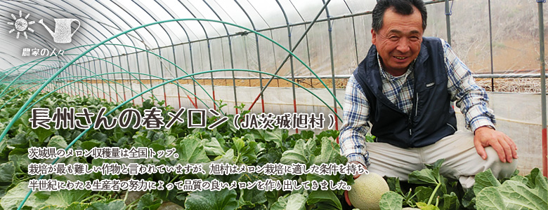 茨城県のメロン収穫量は全国トップ。
栽培が最も難しい作物と言われていますが、旭村はメロン栽培に適した条件を持ち、半世紀にわたる生産性の努力によって品質の良いメロンを作り出してきました。