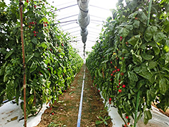 img04.jpg