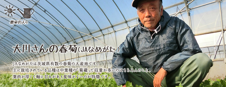 JAなめがたは茨城県有数の春菊の大産地です。
主に栽培されている品種は中葉種の「菊蔵」で収量が多いのはもちろんのこと、
葉肉が厚くて軸に甘みがあり食味がよいのが特徴です。