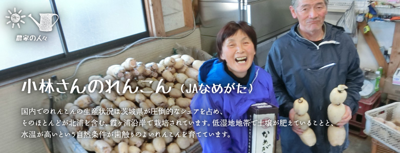 国内でのれんこんの生産状況は茨城県が圧倒的なシェアを占め、そのほとんどが北浦を含む、霞ヶ浦沿岸で栽培されています。低湿地地帯で土壌が肥えていることと、水温が高いという自然条件が歯触りのよいれんこんを育てています。