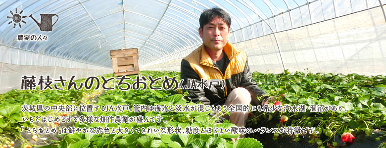 茨城県の中央部に位置するJA水戸。管内は海水と淡水が混じりあう全国的にも希少な汽水湖・涸沼があり、いちごはじめとする多様な畑作農業が盛んです。
「とちおとめ」は鮮やかな赤色と大きくてきれいな形状、糖度とほどよい酸味のバランスが特徴です。
