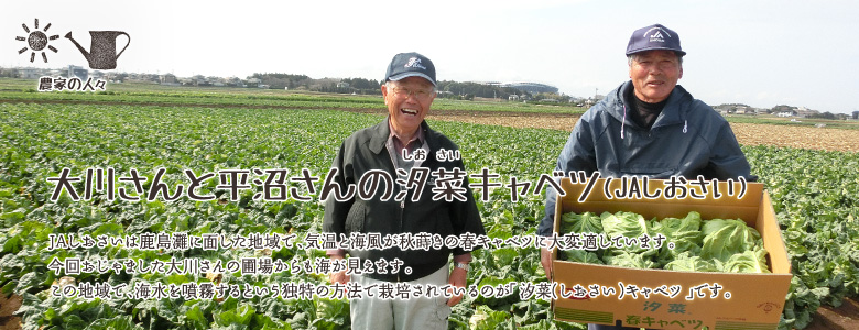 JAしおさいは鹿島灘に面した地域で、気温と海風が秋蒔きの春キャベツに大変適しています。
今回おじゃました大川さんの圃場からも海が見えます。
この地域で、海水を噴霧するという独特の方法で栽培されているのが「汐菜キャベツ」です。