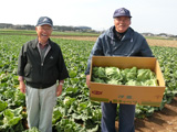 大川さんと平沼さんの汐菜キャベツ