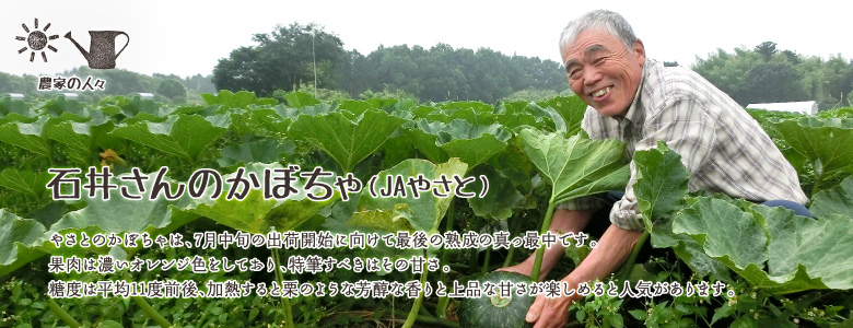 やさとのかぼちゃは、7月中旬の出荷開始に向けて最後の熟成の真っ最中です。
果肉は濃いオレンジ色をしており、特筆すべきはその甘さ。糖度は平均11度前後、加熱すると栗のような芳醇な香りと上品な甘さが楽しめると人気があります。
