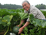 石井さんのかぼちゃ