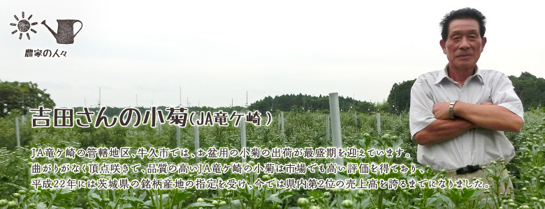 JA竜ケ崎の管轄地区、牛久市では、お盆用の小菊の出荷が最盛期を迎えています。
曲がりがなく頂点咲きで、品質の高いJA竜ケ崎の小菊は市場でも高い評価を得ており、
平成22年には茨城県の銘柄産地の指定を受け、今では県内第2位の売上高を誇るまでになりました。