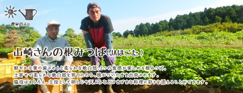 鮮やかな葉の歯ざわりと柔らかな軟白部、2つの食感が楽しめる根みつば。
土寄せで柔らかな軟白部を育てたのち、根がついたまま出荷されます。
脇役はもちろん、主役として卵とじや天ぷらなどさまざまな料理に彩りを添えることができます。