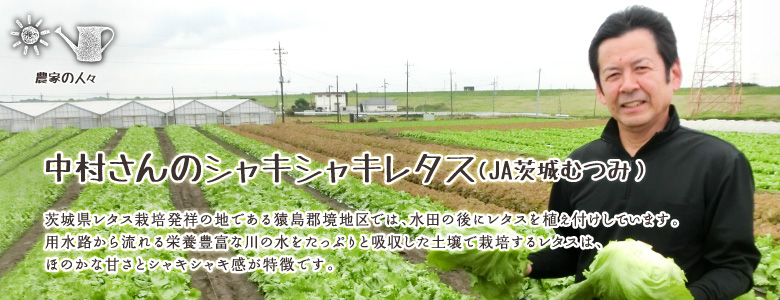 茨城県レタス栽培発祥の地である猿島郡境地区で水田の後にレタスを植え付けしています。
用水路から流れる栄養豊富な川の水をたっぷりと吸収した土壌で栽培するレタスはほのかな甘さとシャキシャキ感が特徴です。