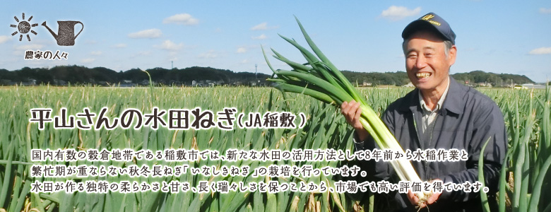 穀倉地帯の稲敷市では、新たな水田の活用方法として8年前から水稲作業と繁忙期が重ならない秋冬長ねぎ「いなしきねぎ」の栽培を行っています。水田が作る独特の柔らかさと甘さ、長く瑞々しさを保つことから、市場でも高い評価を得ています。
