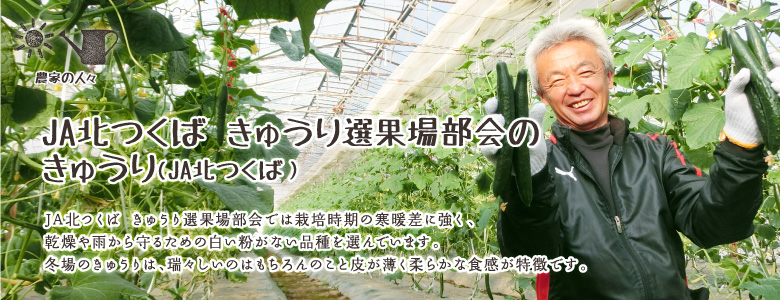 JA北つくば きゅうり選果場部会では栽培時期の寒暖差に強く、乾燥や雨から守るための白い粉がない品種を選んでいます。冬場のきゅうりは、瑞々しいのはもちろんのこと皮が薄く柔らかな食感が特徴です。