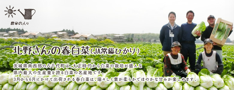 茨城県南西部の八千代町は、大正時代から白菜の栽培が盛んな県内最大の生産量を誇る白菜の名産地です。3月から6月にかけて出荷される春白菜は、瑞々しく葉が柔らかでほのかな甘みが楽しめます。
