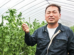 JAほこた 園芸部会 スナップえんどう生産者 新堀 信さん