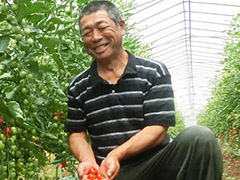 JA茨城旭村 トマト部会 副部会長 加藤 孝一さん