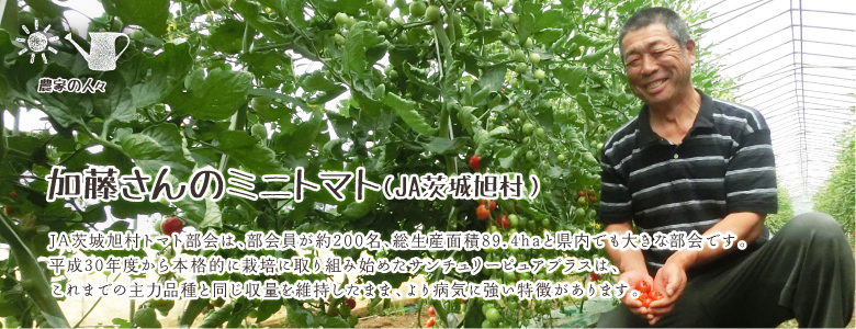 JA茨城旭村トマト部会は、部会員が約200名、総生産面積89.4haと県内でも大きな部会です。平成30年度から本格的に栽培に取り組み始めたサンチュリーピュアプラスは、これまでの主力品種と同じ収量を維持したまま、より病気に強い特徴があります。
