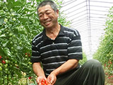 加藤さんのミニトマト