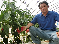 JA茨城旭村　パプリカ部　部長　石崎 和浩さん