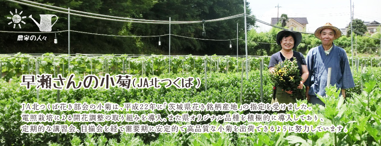 JA北つくば花き部会の小菊は、平成22年に「茨城県花き銘柄産地」の指定を受けました。電照栽培による開花調整の取り組みを導入、また県オリジナル品種を積極的に導入しており、定期的な講習会、目揃会を経て需要期に安定的で高品質な小菊を出荷できるように努力しています。