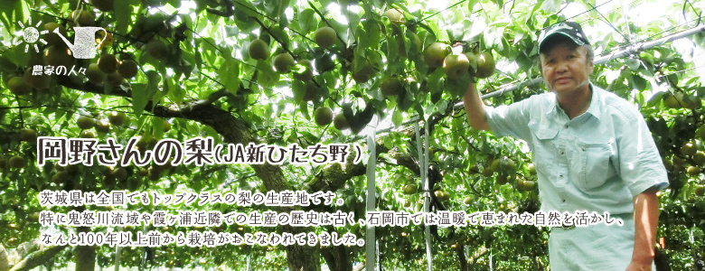 茨城県は全国でもトップクラスの梨の生産地です。
特に鬼怒川流域や霞ヶ浦近隣での生産の歴史は古く、石岡市では温暖で恵まれた自然を活かし、なんと100年以上前から栽培がおこなわれてきました。