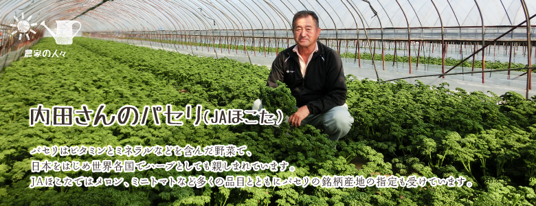 パセリはビタミンとミネラルなどを含んだ野菜で、日本をはじめ世界各国でハーブとしても親しまれています。
JAほこたではメロン、ミニトマトなど多くの品目とともにパセリの銘柄産地の指定も受けています。